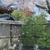 懲りずに松の根切りをする