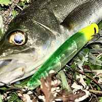 メガバス カゲロウ本物の釣果は伊達じゃない！入手困難ルアーは