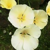 ハナビシソウ（花菱草）の花