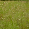 久しぶりの私市植物園にて