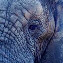 Elephant Daddy 研究所