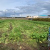 野菜の価格は下がっていく