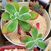 🌵多肉植物  葉の形が崩れた錦晃星 他🌵