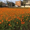 桜町の花園に目を奪われました❣️サロンドブーケから桜町駅に向かう川沿いです☆