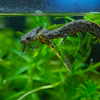 ミナミクシイモリ Triturus karelinii