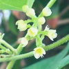 アオツヅラフジの花と実