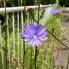 2020年夏の気持ちと「チコリー」の花