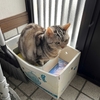 猫、出るべき物がやっと出る
