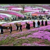 きつねの嫁入り（芝桜編）