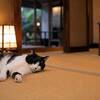 猫好きにおすすめの温泉宿｜癒やし重視で選ぶ全国の猫宿