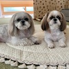 夕散歩にシフトチェンジ