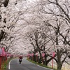 2018年の振り返り⑤ 真庭市トンネル桜