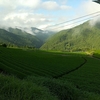 一雨降って