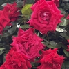 京成バラ園！　満開のバラとアイスが最高だった🌹🍦　花ゲート、花タワーも素敵！
