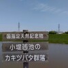 小堤西池のカキツバタ群落＠愛知県刈谷市を見に行った