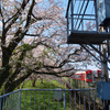 奈良・長谷寺の桜（1）