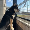 黒柴 🐶 つん