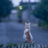 宮古諸島のねこさん