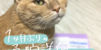 １ヶ月ぶりの通院詳細について