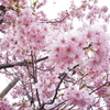 【ツーリング】静岡-河津町　河津桜を求めて