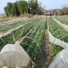 今週の野菜