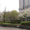 「ザイフリボク(采振木)」という桜