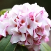 沈丁花に関する雑学！