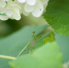 カマキリとアジサイ