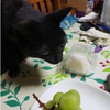 みんなが食べるものは自分も欲しいあぐりさん．．．