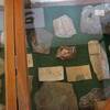 泉田博物館の植物化石