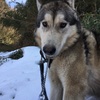 オオカミ犬のトトロ 世界デビュー？