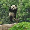 上野動物園のパンダの写真　家族全員コンプリートならず・・・