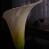 Calla、カラー、から
