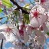  王禅寺ふるさと公園で玉縄桜の花見