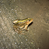 幻のカエルになりつつある「トノサマガエル」