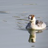 ミコアイサ、こんな鳥が普通にいるんだ