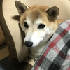 犬だって語る -3-