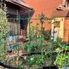 久しぶりの菜園がエラいことに？！成長と虫のダブルサプライズ（笑）