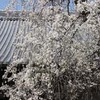 今年は満開，光林寺の桜