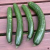 キュウリ「夏すずみ」、初心者がズボラに収穫！