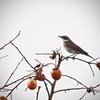 野鳥の冬支度