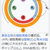 分裂を見てみよう！