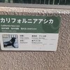 上野動物園のカリフォルニアアシカ