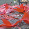 お昼ご飯を食べてから大山下社まで紅葉ハイキング