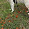 終生飼養の意味