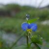 二つ花の露草