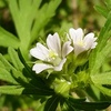 アメリカフウロ　Geranium carolinianum