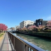 春のお出かけにぴったり♪大横川の河津桜と木場公園を楽しもう【江東区】