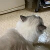 Y子お休みで元気いっぱい、夜は眠そうなふくちゃん