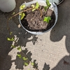 ヘデラの枝切りからの鉢植え